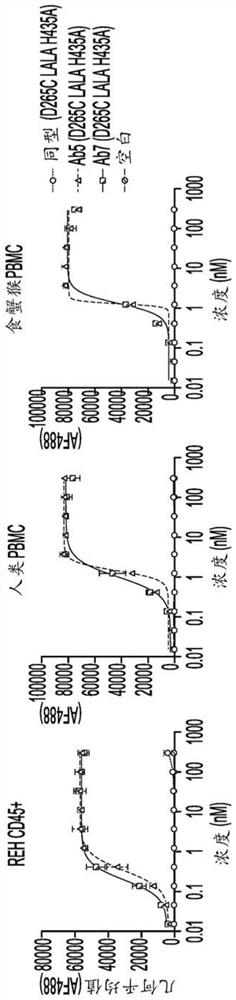 Anti-CD45 antibodies and conjugates thereof