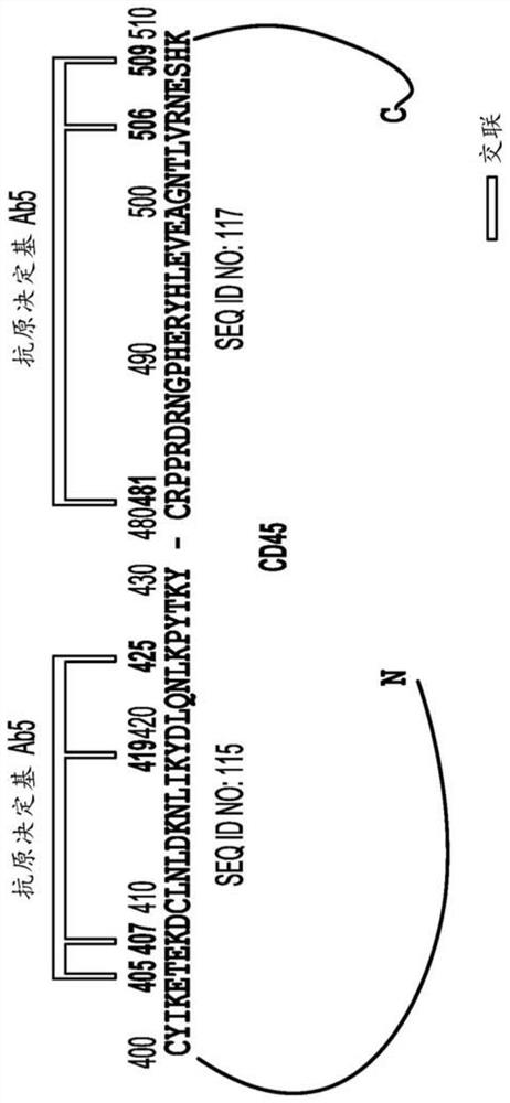 Anti-CD45 antibodies and conjugates thereof