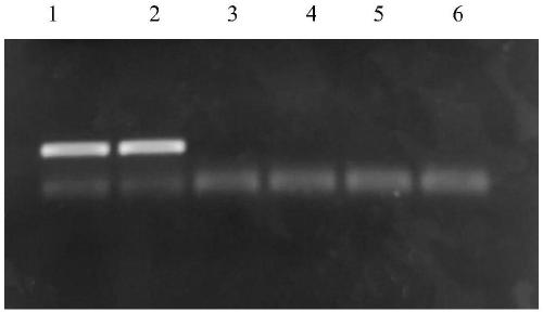 RNA purification liquid as well as preparation method and application thereof