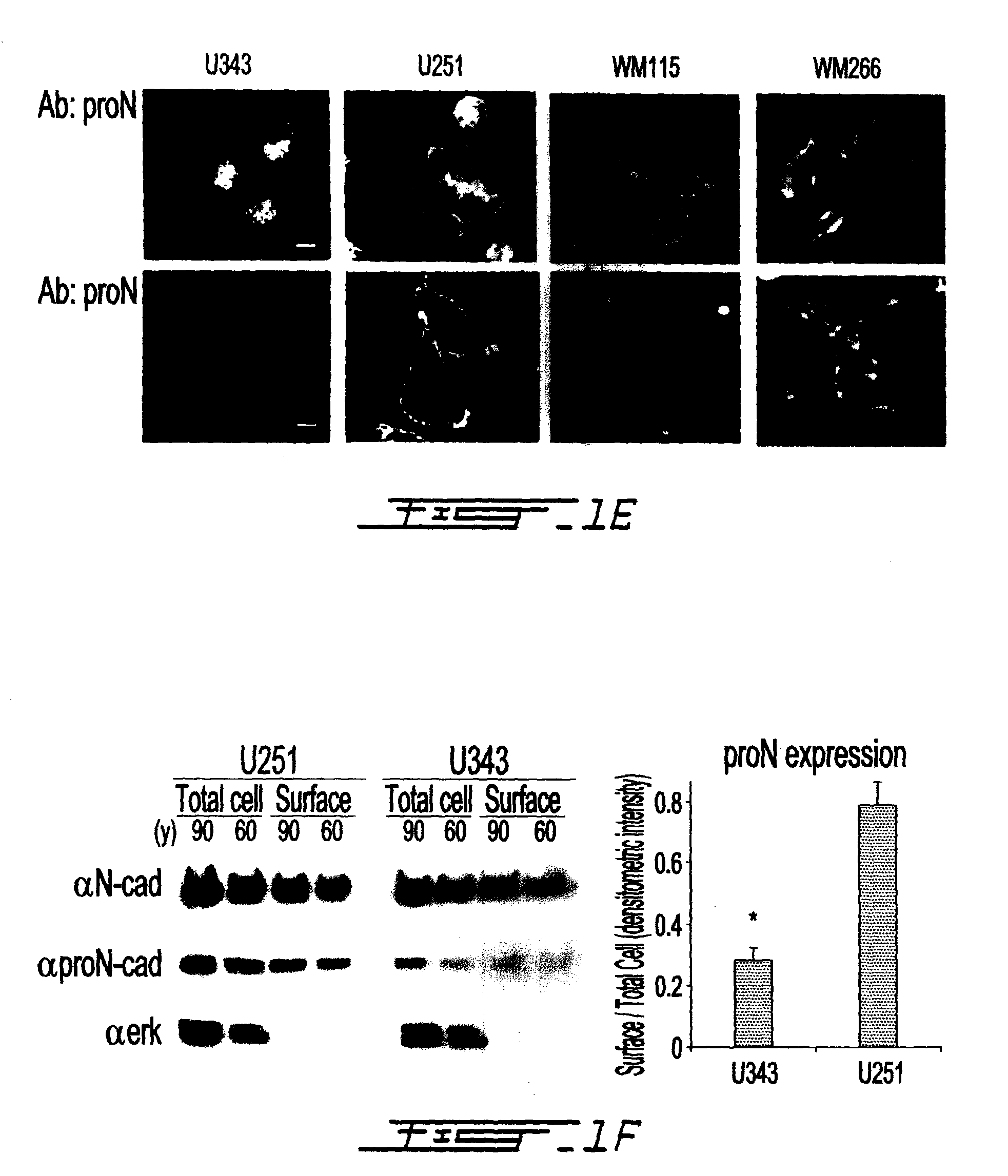 Altered n-cadherin processing in tumor cells by furin and proprotein convertase 5a (PC5A)