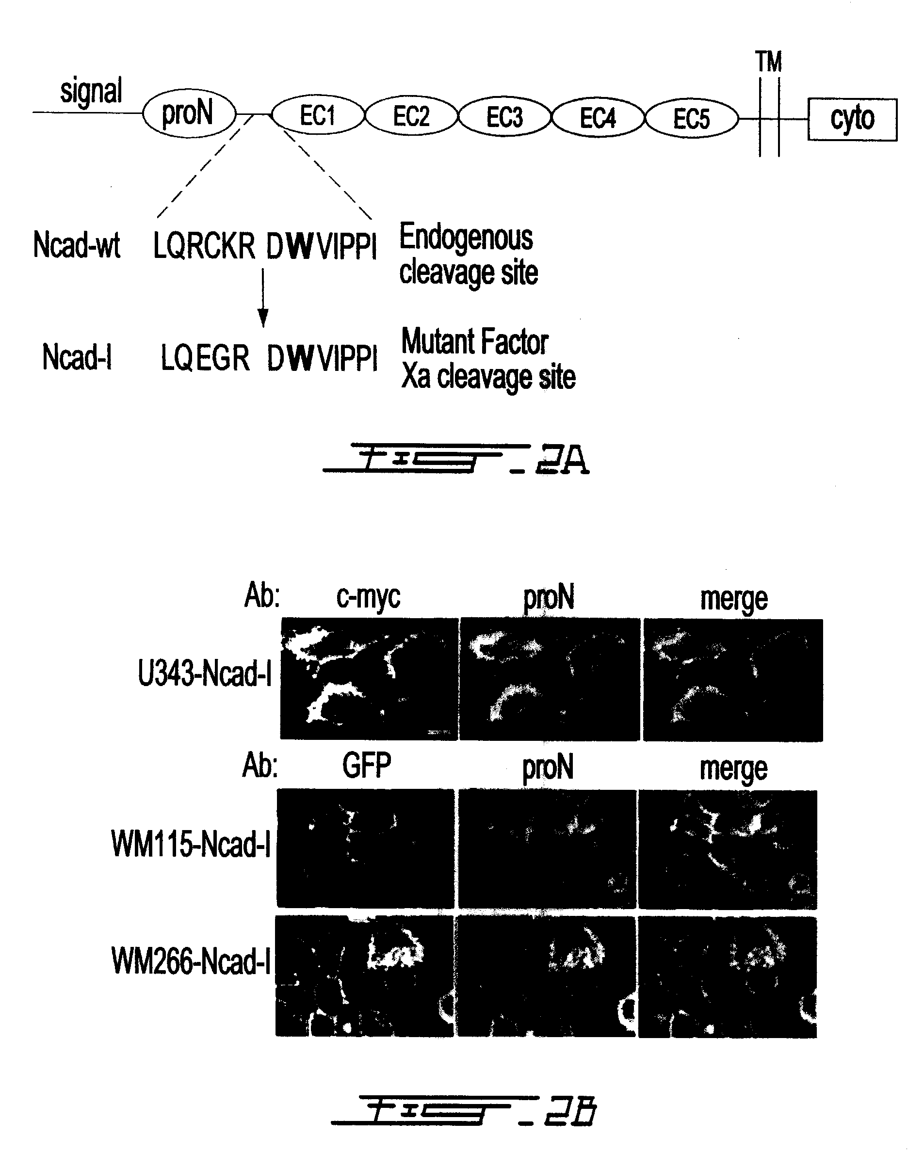 Altered n-cadherin processing in tumor cells by furin and proprotein convertase 5a (PC5A)