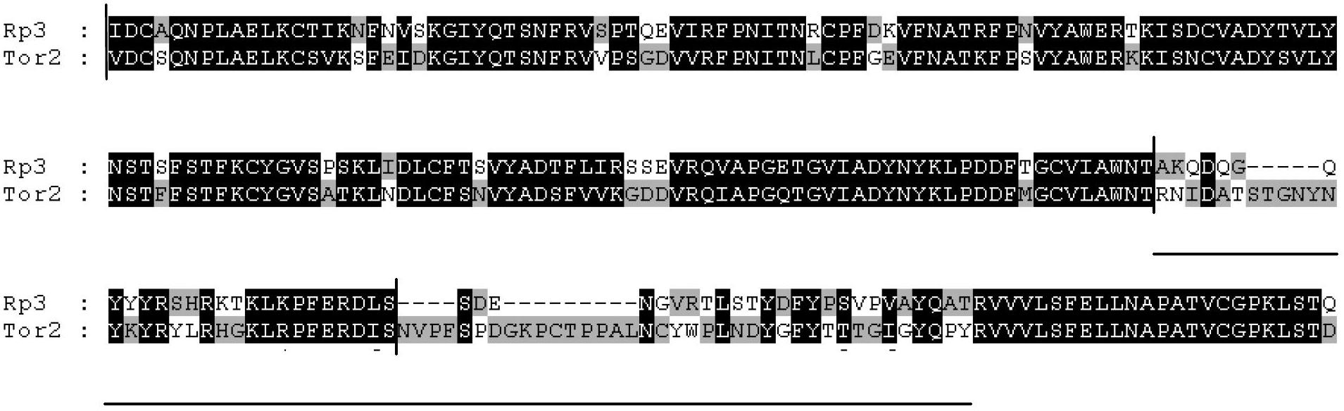 Bat SARS-like coronavirus spike protein immunity determining area and preparation method and application thereof