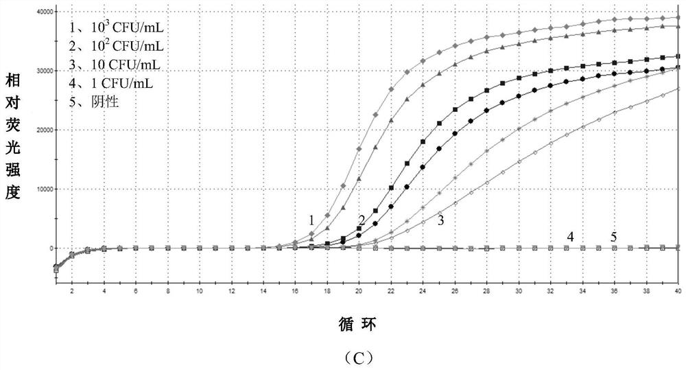 Real-time fluorescent nucleic acid isothermal amplification detection kit for mycobacterium tuberculosis as well as special primer and probe thereof