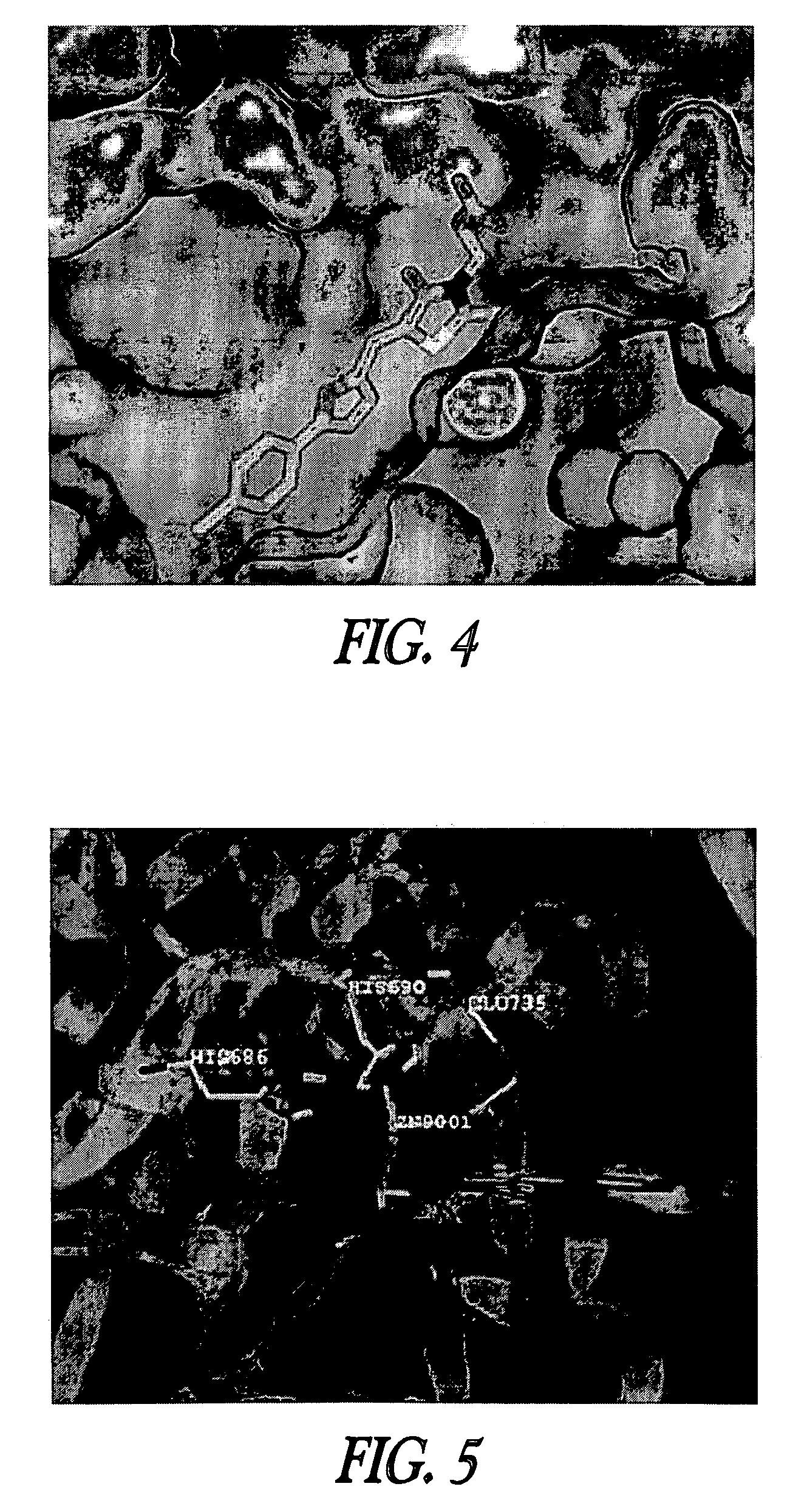 Inhibition of lethal factor protease activity from anthrax toxin