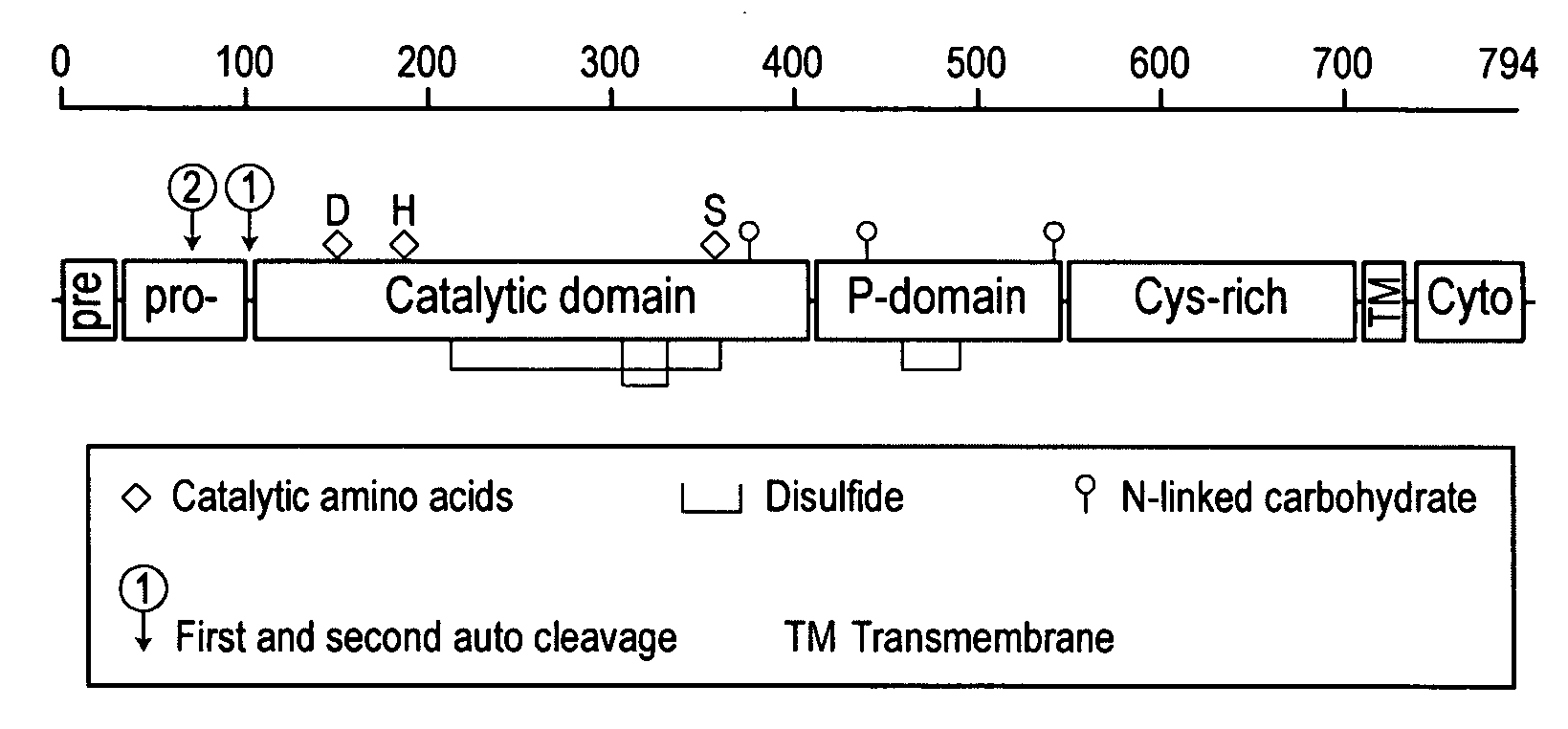 Substantially animal protein-free recombinant furin and methods for producing same