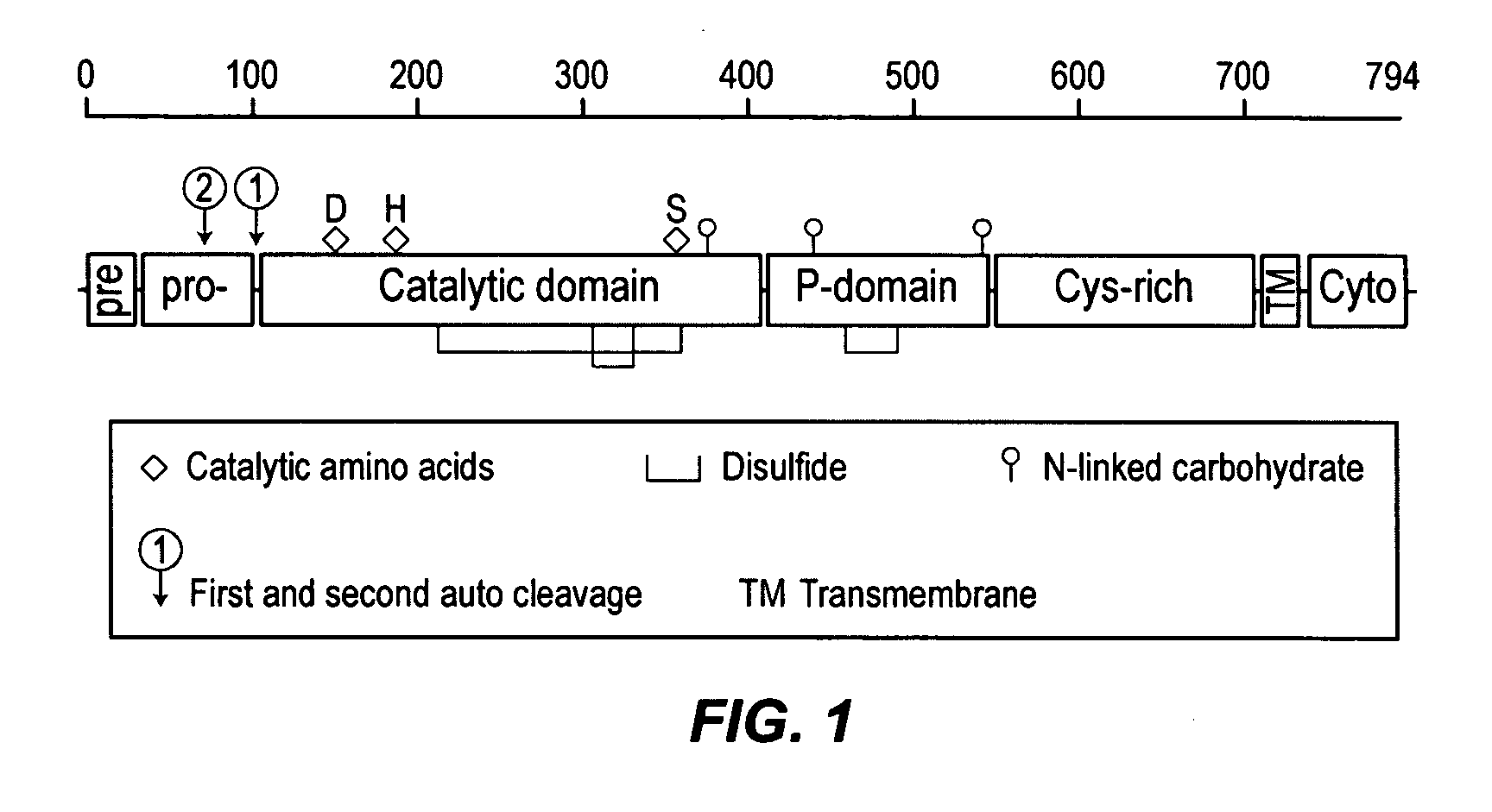 Substantially animal protein-free recombinant furin and methods for producing same