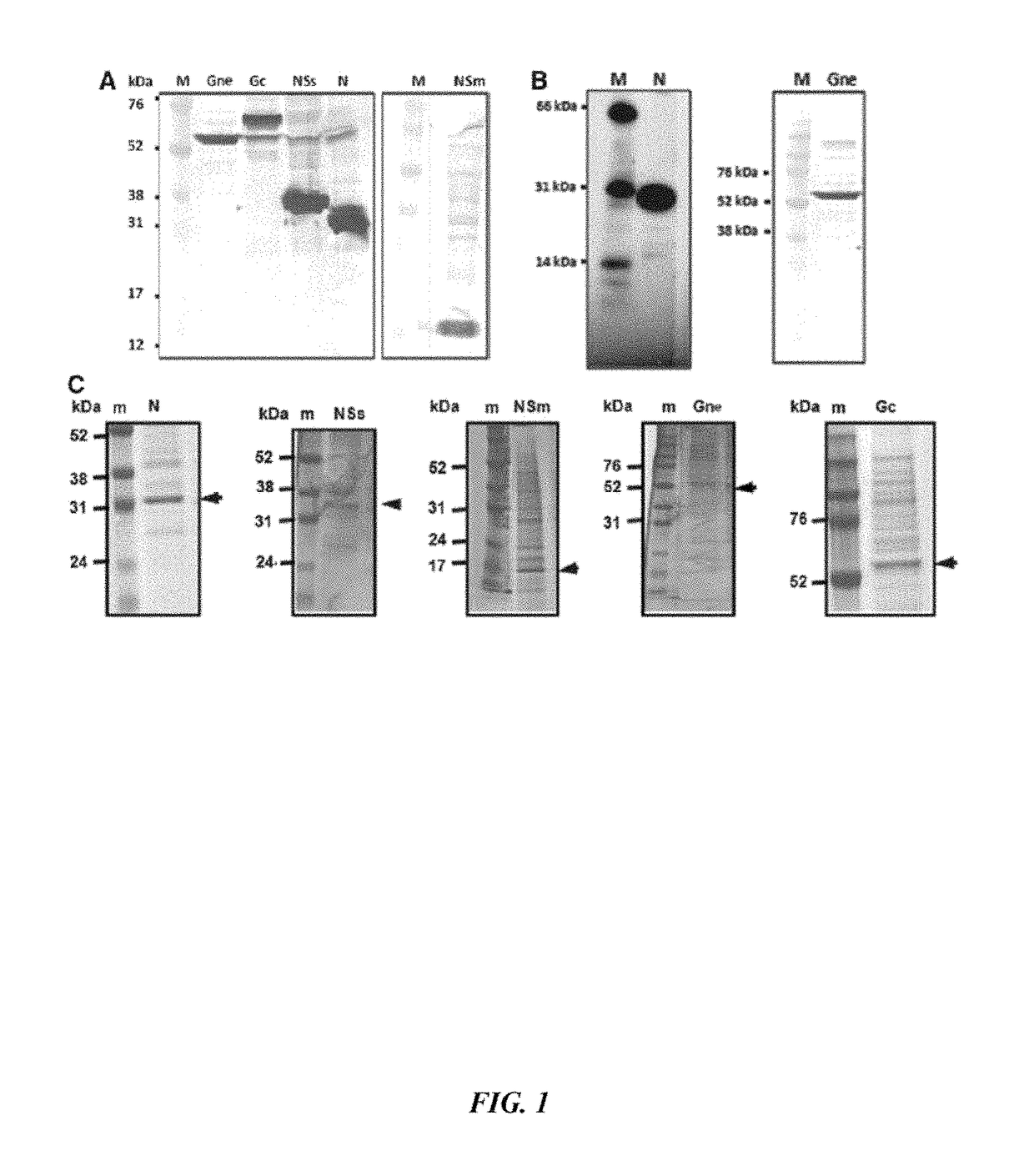 Rift Valley Fever Virus glycoproteins, Gn and Gc, and their use