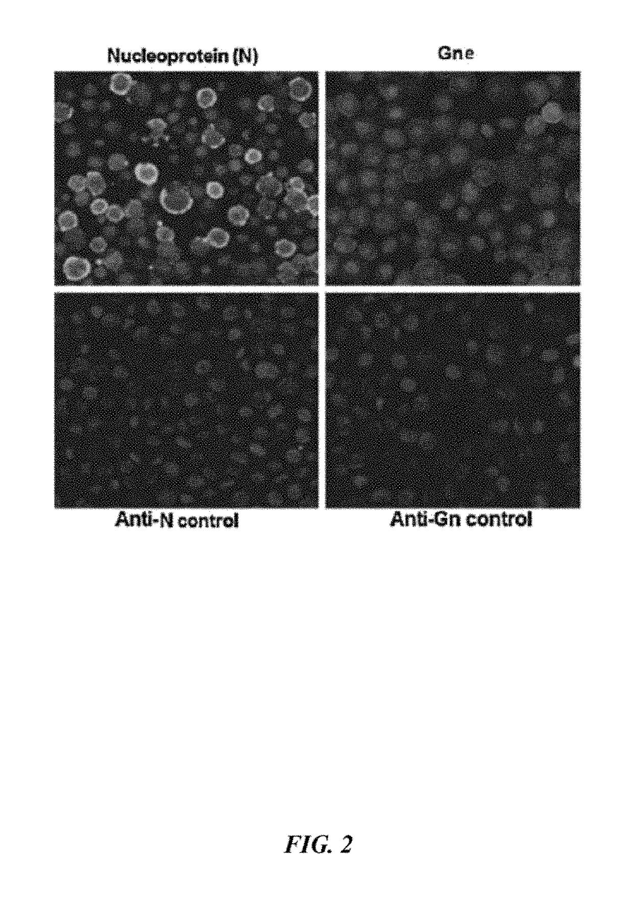 Rift Valley Fever Virus glycoproteins, Gn and Gc, and their use