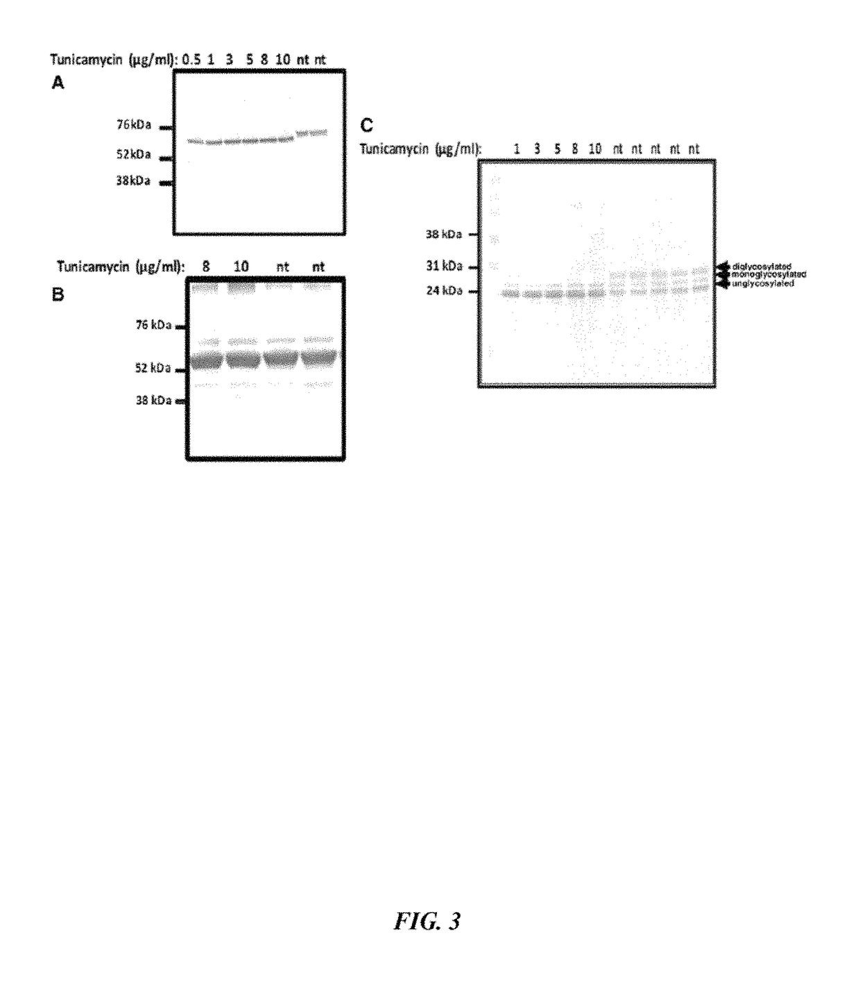 Rift Valley Fever Virus glycoproteins, Gn and Gc, and their use