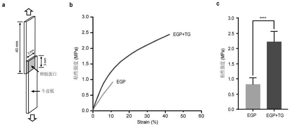 A kind of truncated protein of Bombyx mori egg glue protein and application thereof