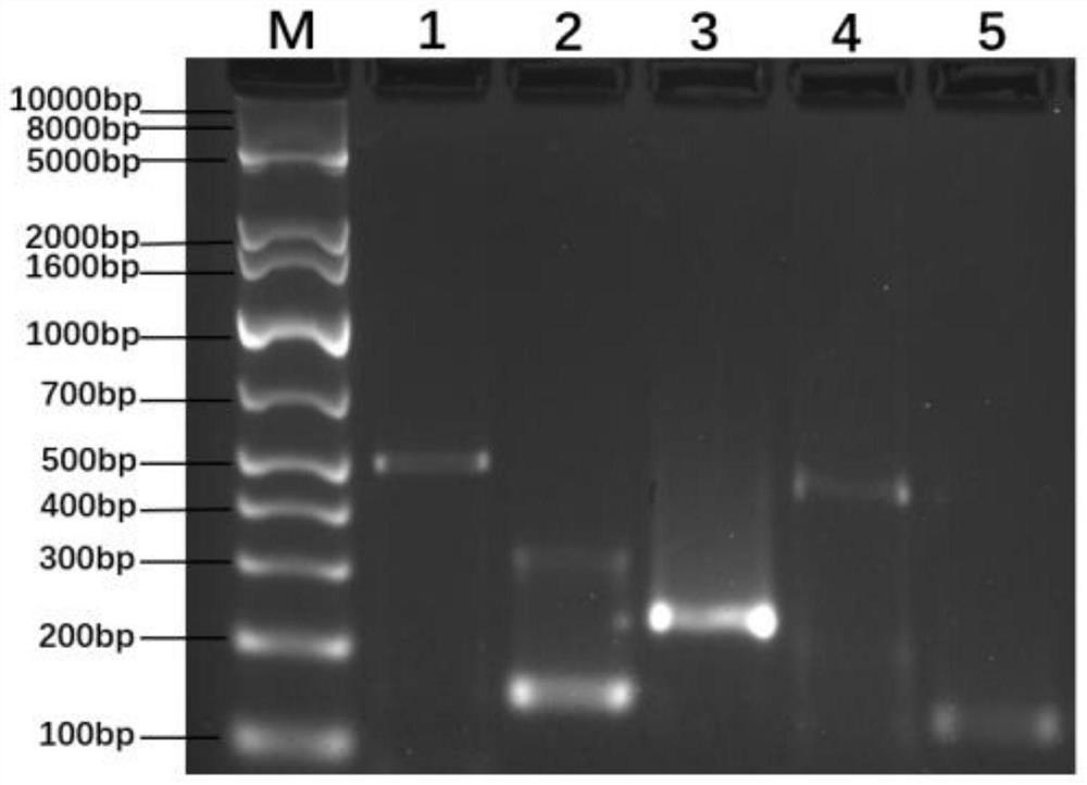 Method for rapidly detecting urogenital tract mycoplasmas based on RPA