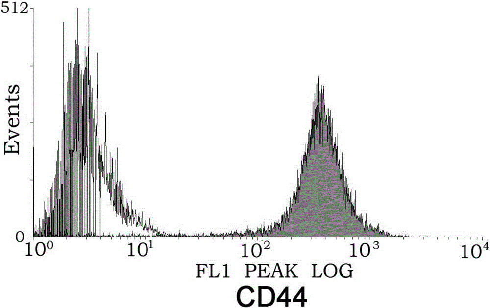 Method for enhancing mesenchymal stem cell chemotactic capacity and chemotactic factor CCL5 expression