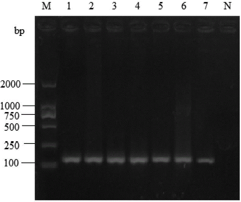 Visual DNA (deoxyribonucleic acid) chip kit and method for detecting multiple animal-derived components