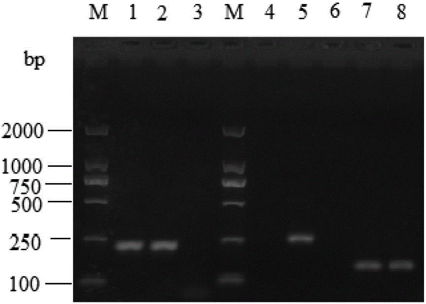 Visual DNA (deoxyribonucleic acid) chip kit and method for detecting multiple animal-derived components