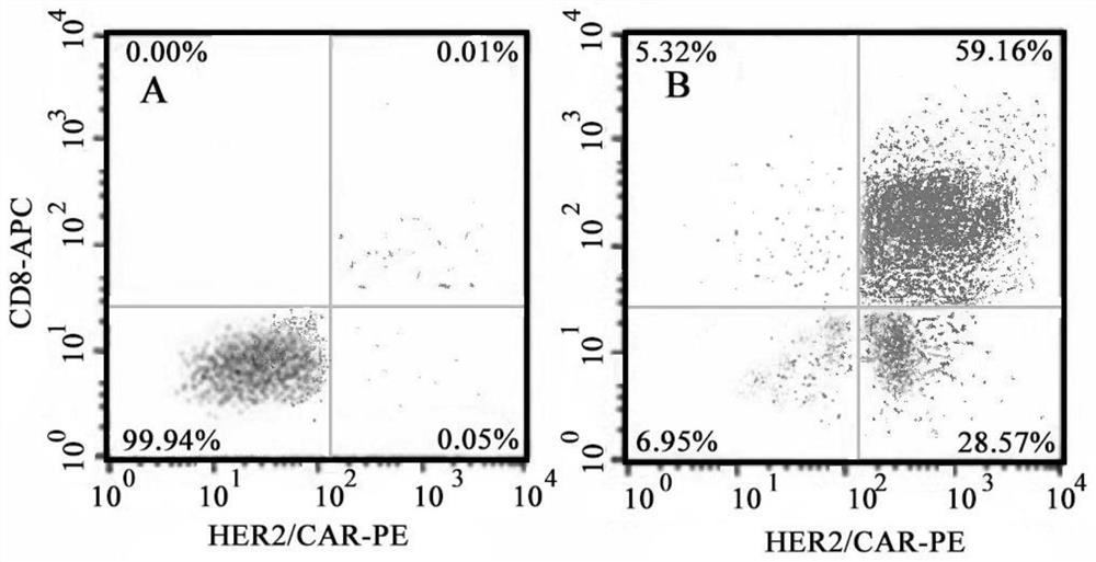 Anti-human her 2 antigen specific chimeric antigen receptor, encoding gene and expression vector and application