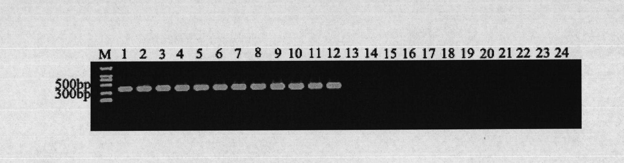 Primer, kit and detection method for detecting phytophthora infestans