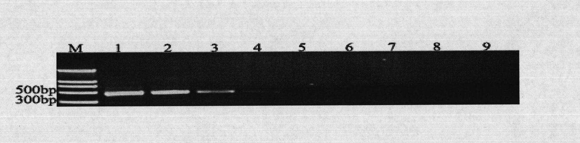 Primer, kit and detection method for detecting phytophthora infestans