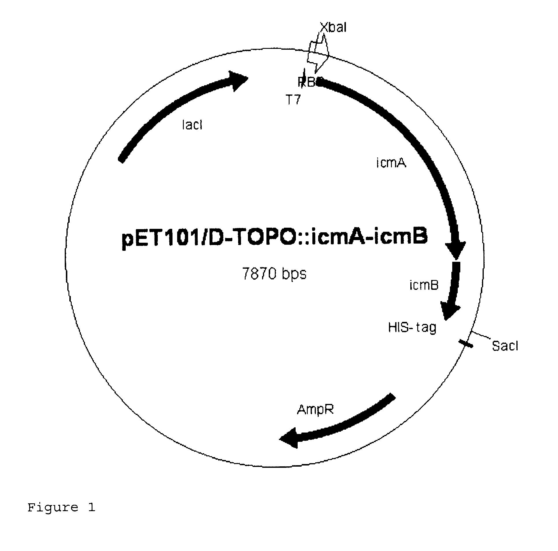 Recombinant cell producing 2-hydroxyisobutyric acid