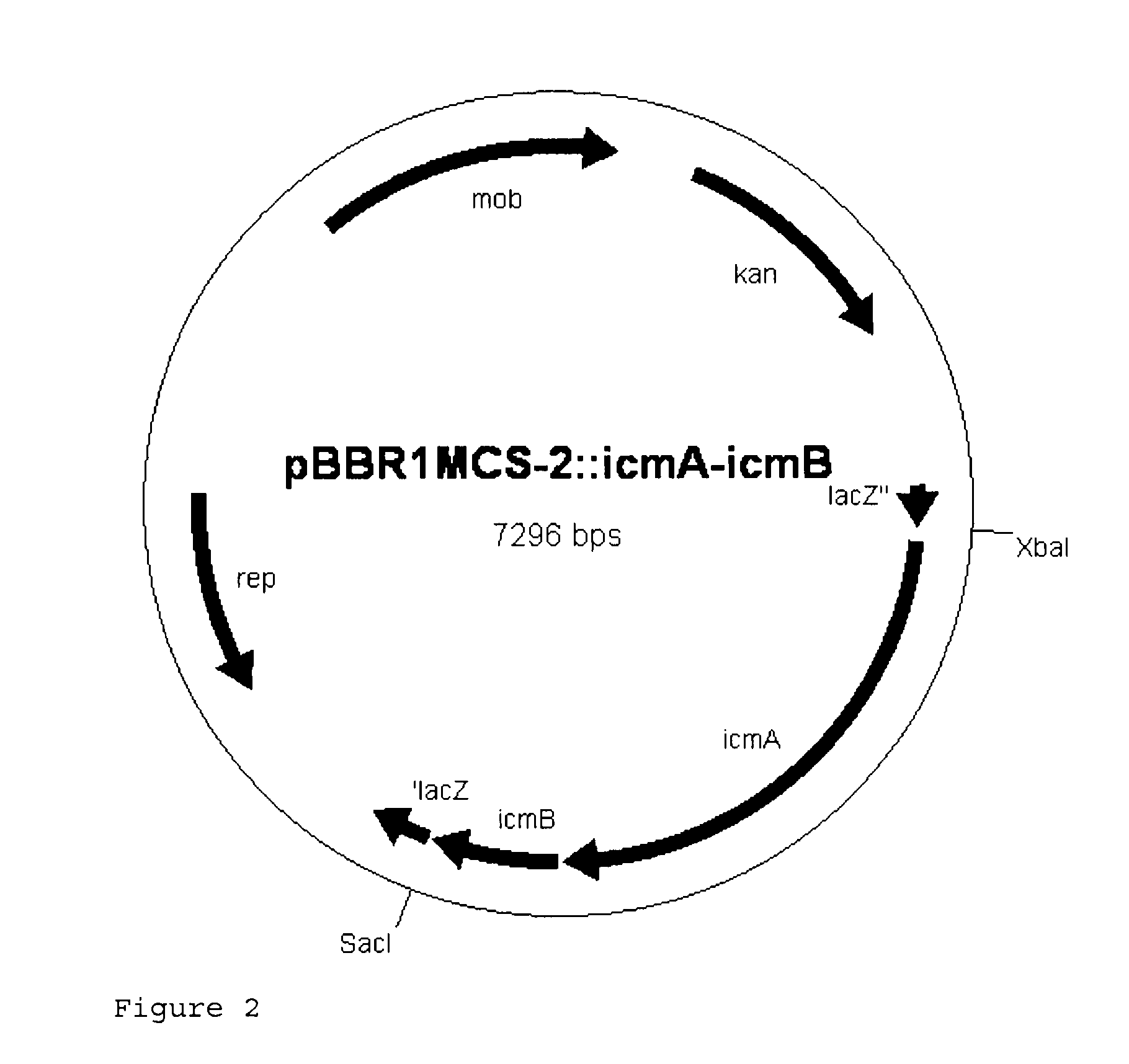 Recombinant cell producing 2-hydroxyisobutyric acid