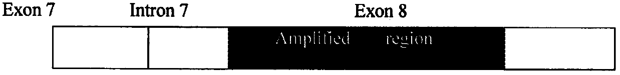 SMN gene main transition region DNA amplification method