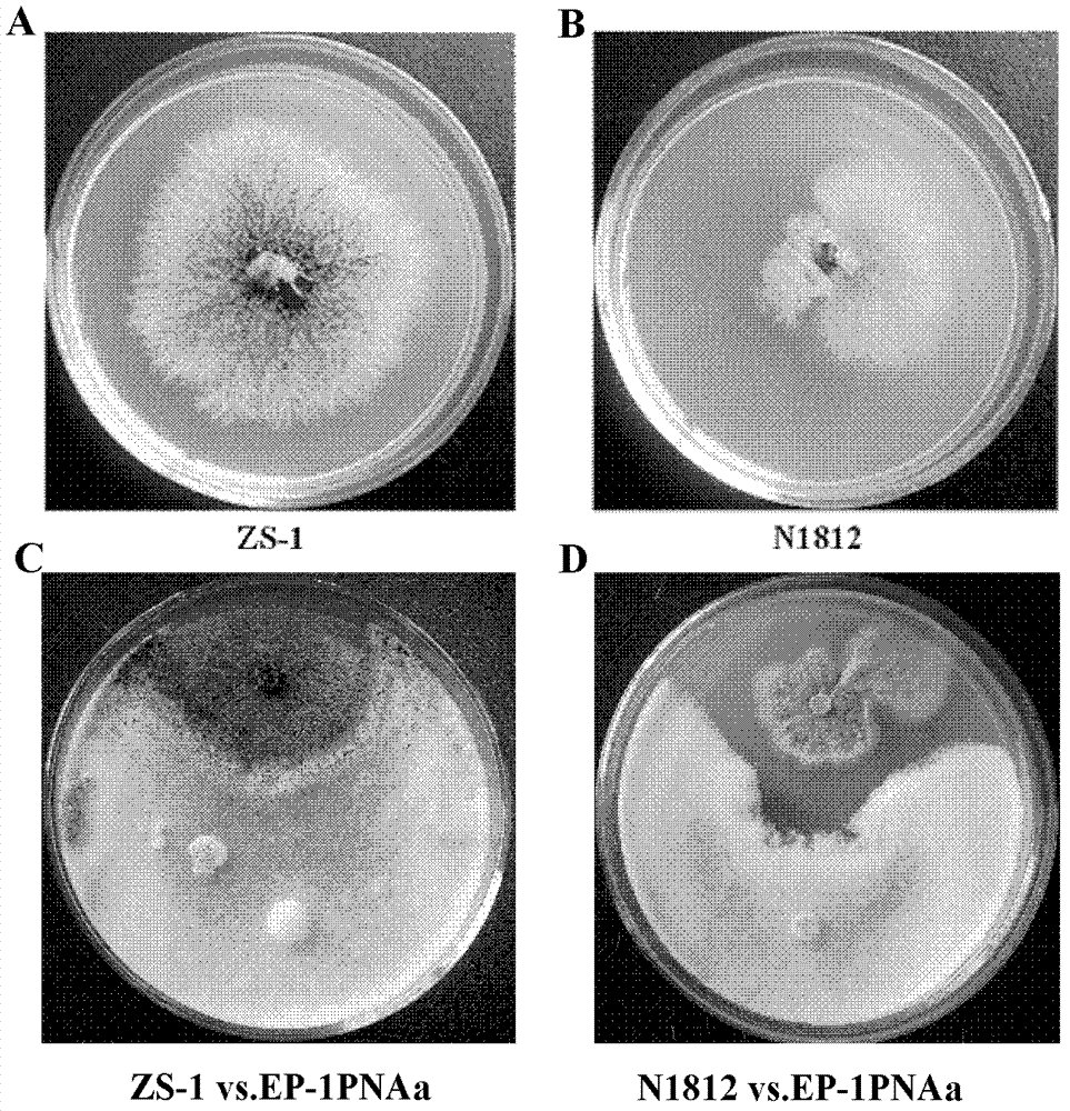 Coniothyrium-minitans siderophore transporter (CmSit1) gene as well as preparation method and application thereof