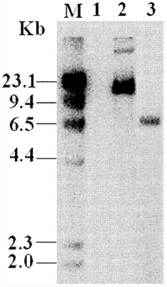 Coniothyrium-minitans siderophore transporter (CmSit1) gene as well as preparation method and application thereof