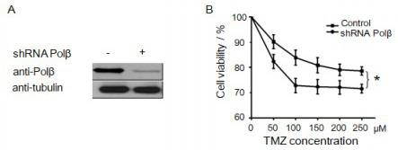 Pol beta inhibitor and application thereof