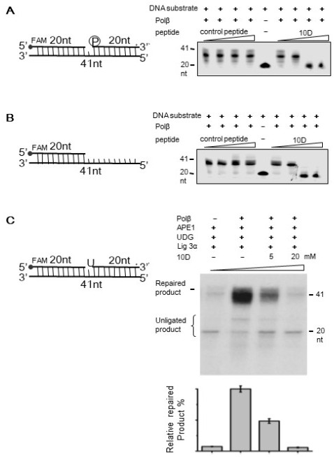 Pol beta inhibitor and application thereof