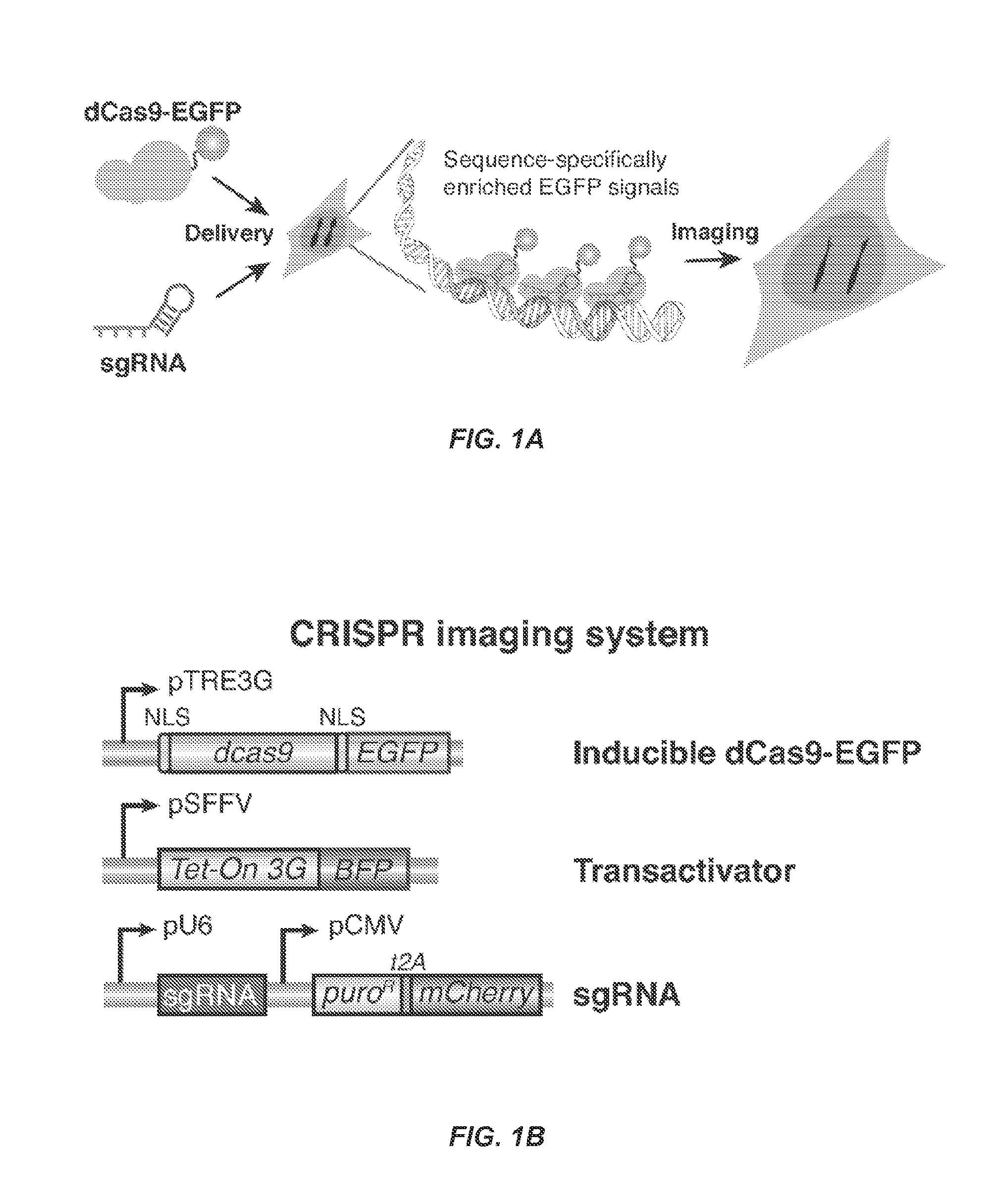 Optimized small guide rnas and methods of use