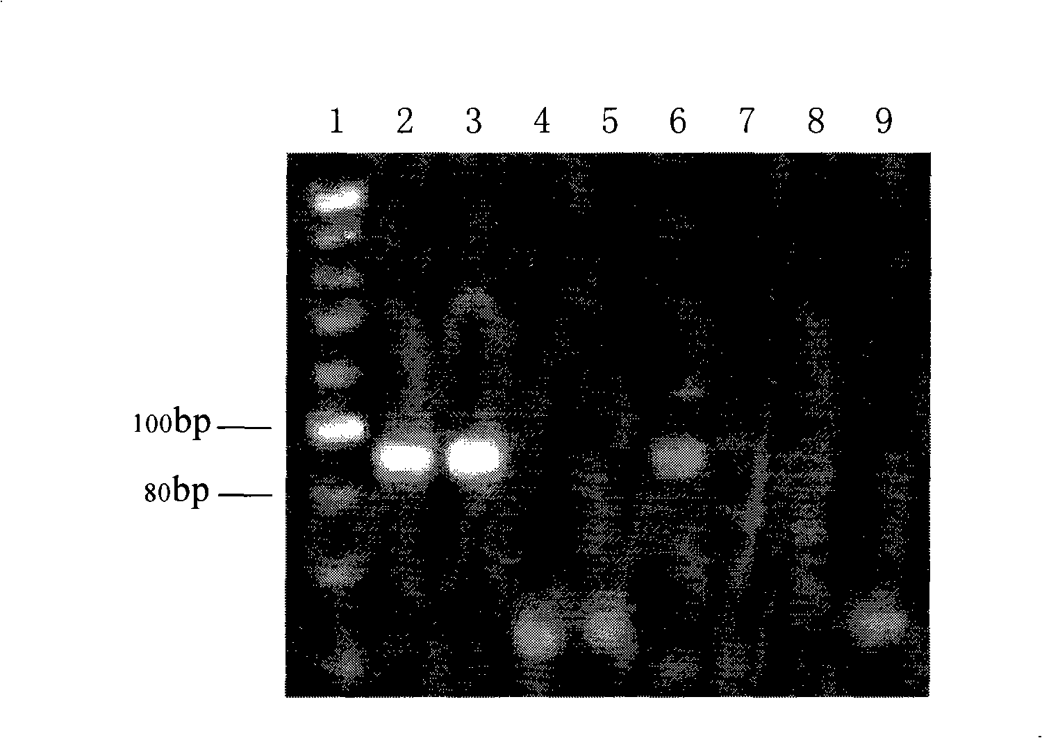 PCR determination method for Chinese medicine or Chinese medicinal crops derived from eukaryote