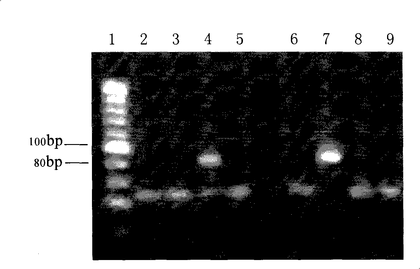 PCR determination method for Chinese medicine or Chinese medicinal crops derived from eukaryote