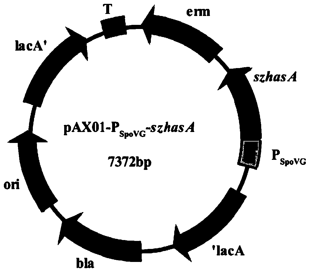 Method for constructing recombinant bacillus subtilis with high-yield hyaluronic acid oligosaccharide