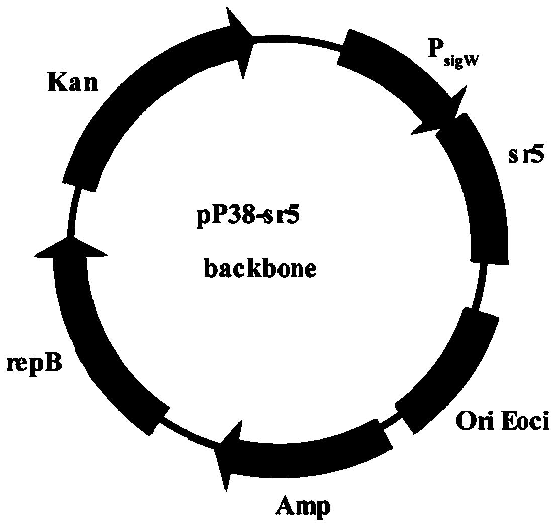 Method for constructing recombinant bacillus subtilis with high-yield hyaluronic acid oligosaccharide