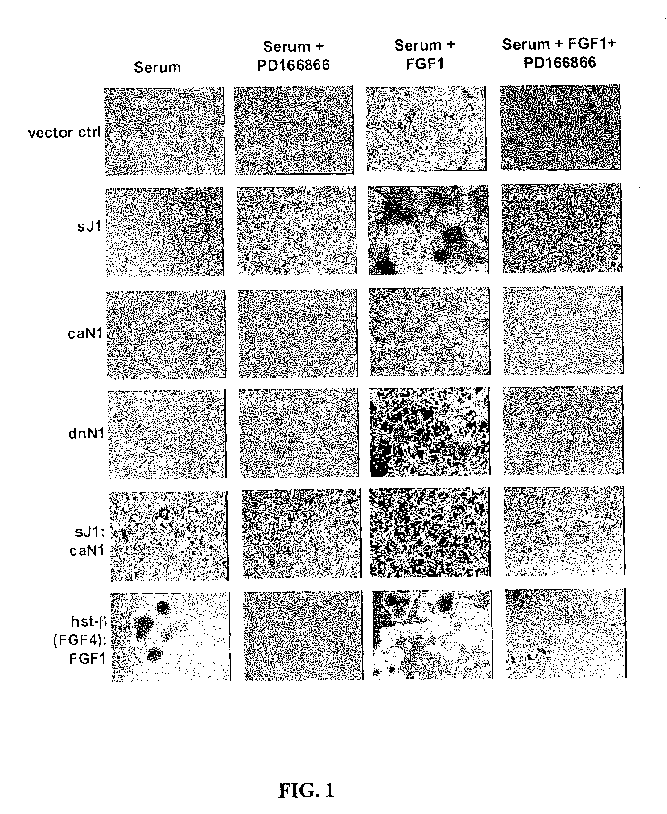 Compositions, methods and kits related to thrombin, Notch signaling and stamatogenesis and growth of stem cells