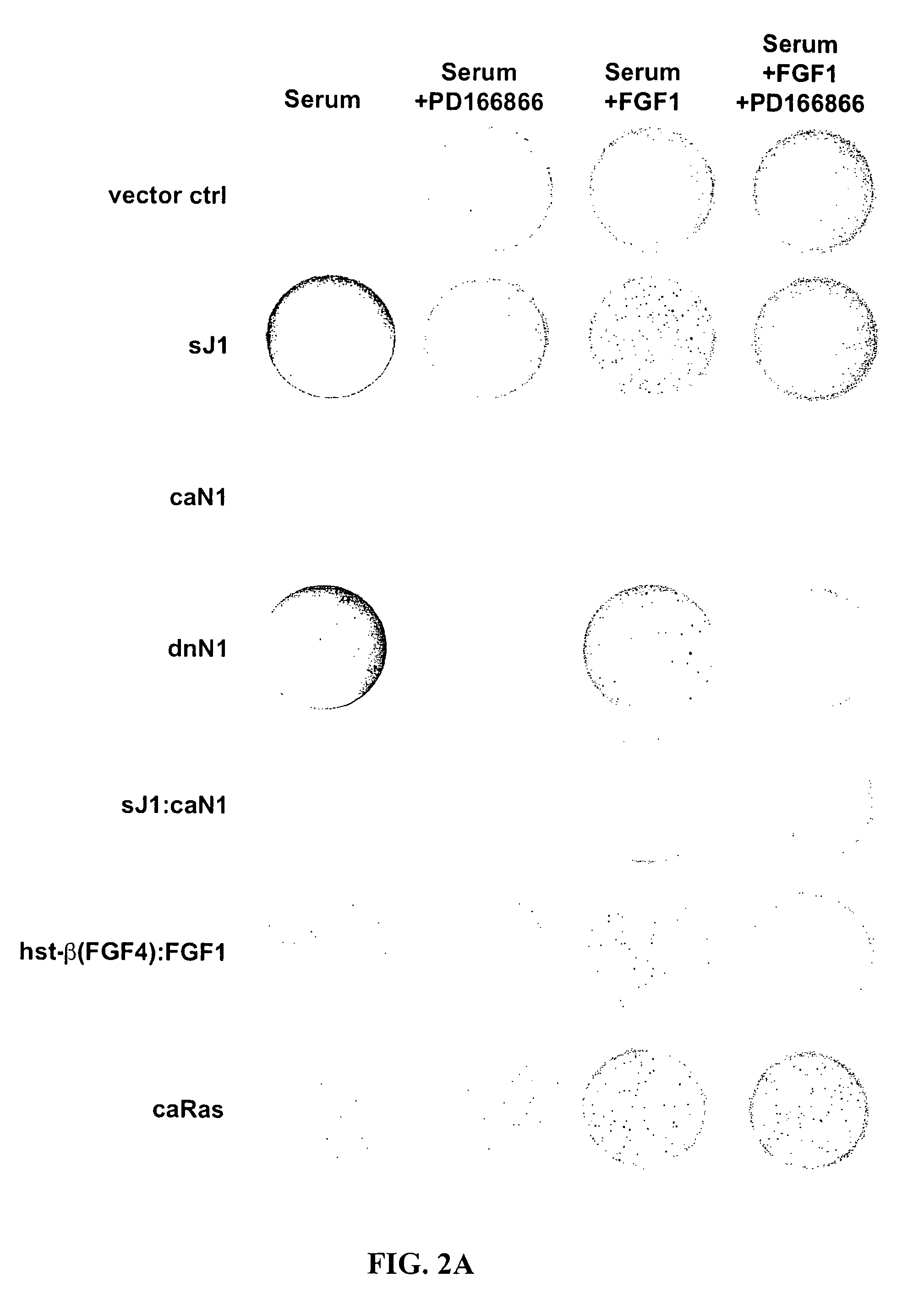 Compositions, methods and kits related to thrombin, Notch signaling and stamatogenesis and growth of stem cells