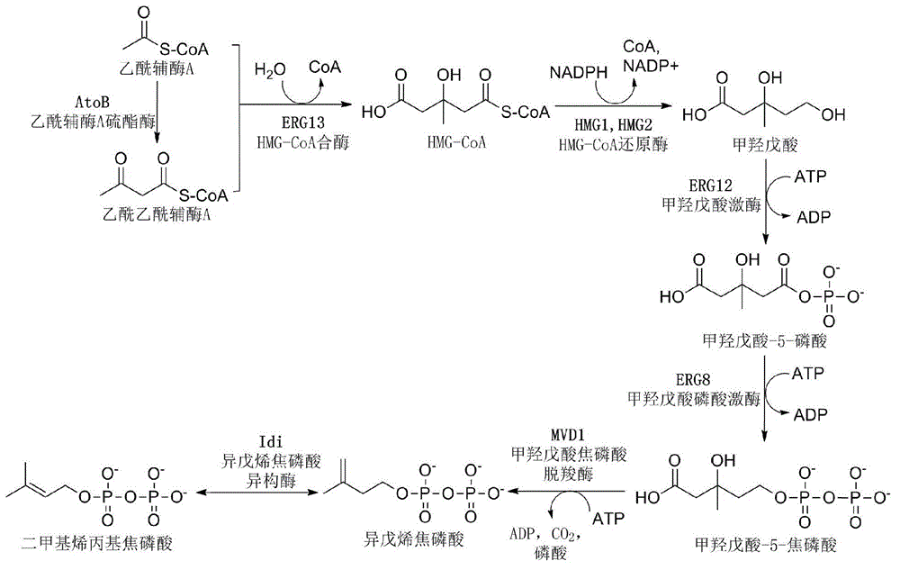 Bacterial strain for producing lycopene and application of bacterial strain