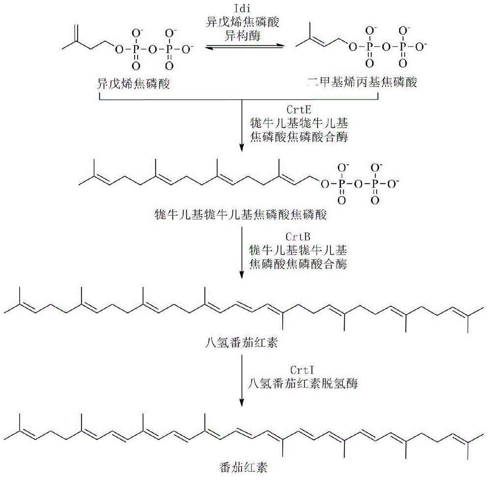 Bacterial strain for producing lycopene and application of bacterial strain