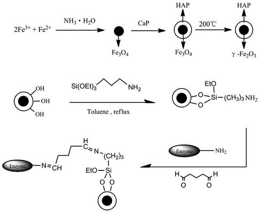 Preparation method of magnetic hydroxyapatite immobilized lipase and application in edible fat and oil processing