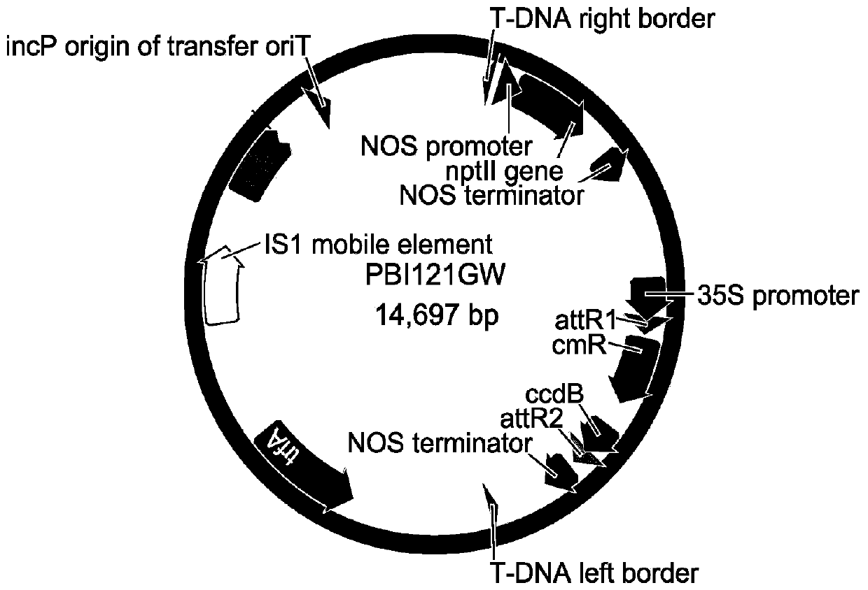 Key gene TcSBP5 regulating salt tolerance of tamarix chinensis and application of key gene TcSBP5