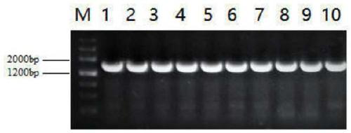 Key gene TcSBP5 regulating salt tolerance of tamarix chinensis and application of key gene TcSBP5