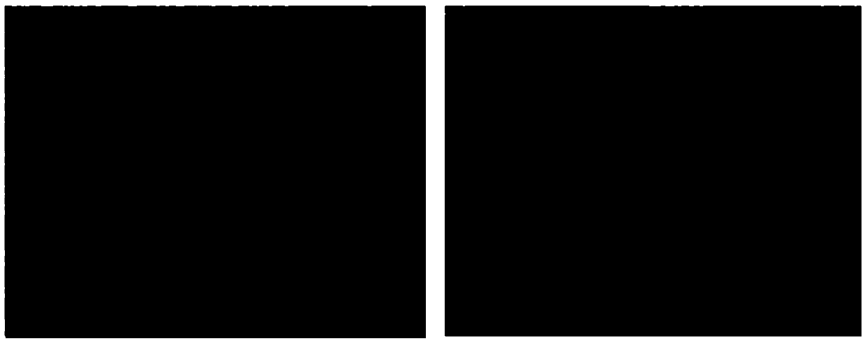 Aspergillus oryzae ZA127 and application thereof