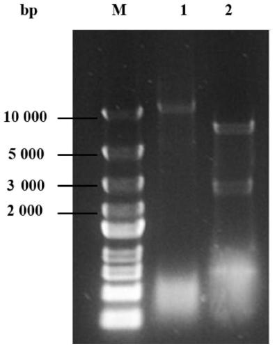 Method for co-production of 1,3-propanediol and D-1,2,4-butanetriol