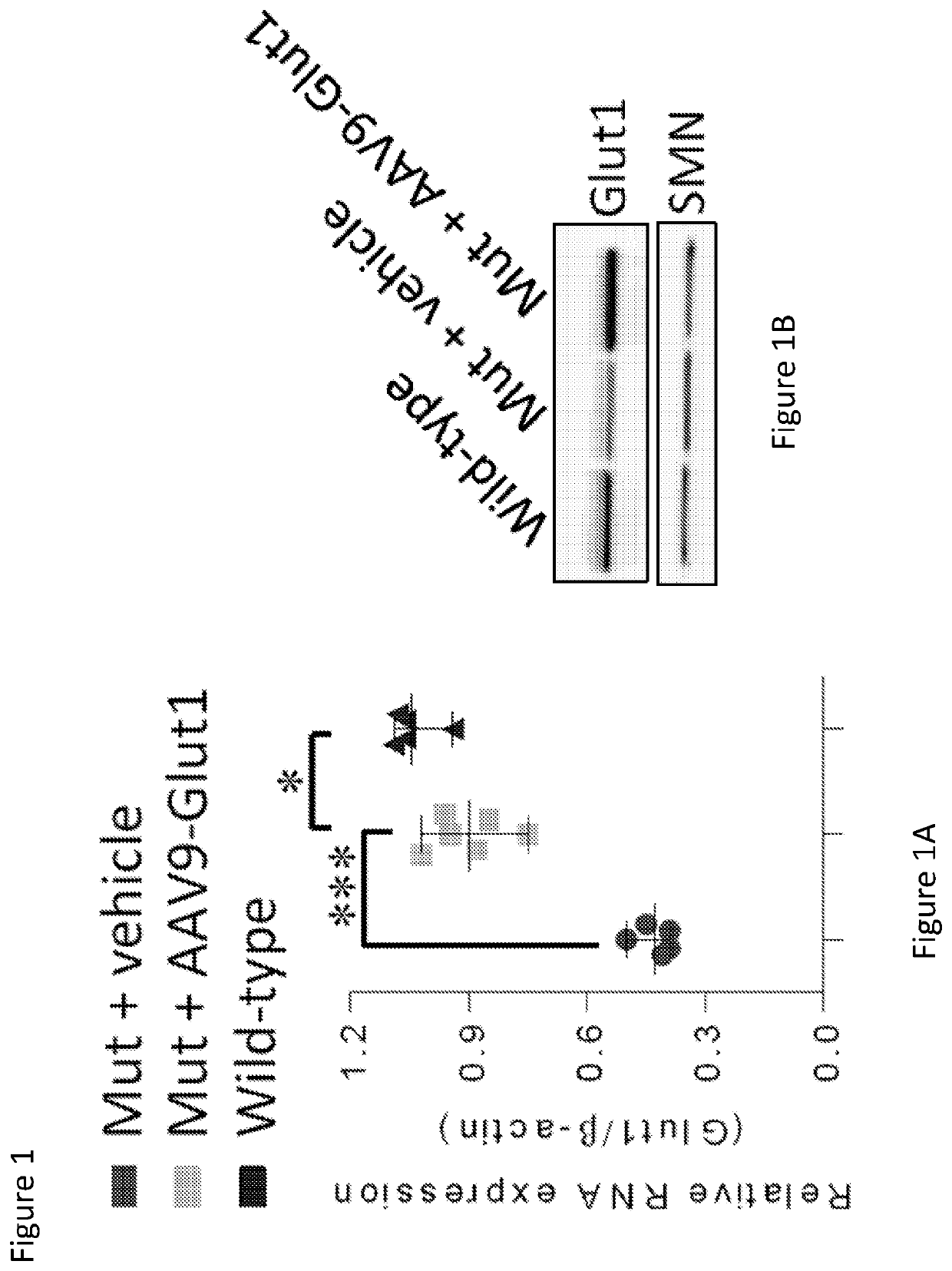 Slc2a1 lncrna as a biologic and related treatments and methods