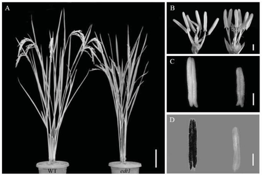 Rice anther development regulation gene EDT1 and application thereof