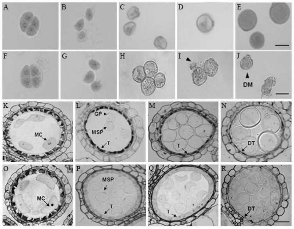 Rice anther development regulation gene EDT1 and application thereof