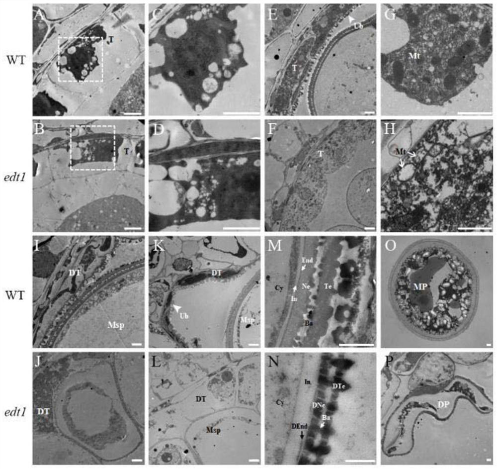 Rice anther development regulation gene EDT1 and application thereof