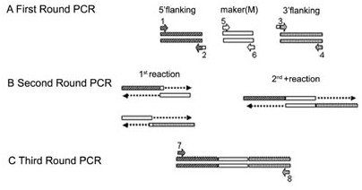 Pathogenic fonagl3 gene of Fusarium wilt of watermelon, its deletion dna fragment, deletion mutant and application thereof