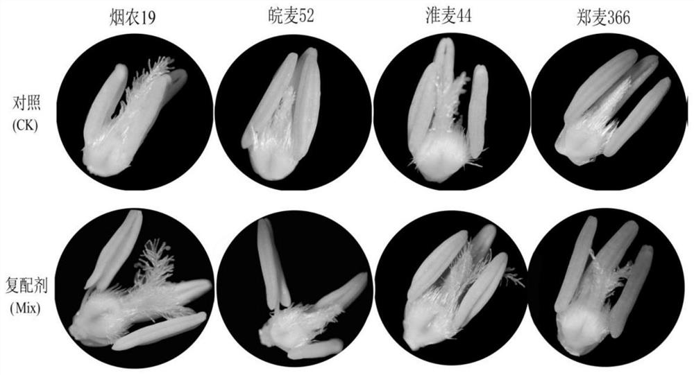 A compound agent, application method and application for improving winter cold resistance of wheat