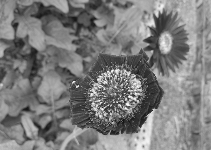 In-vitro hybridization method for gerbera jamesonii