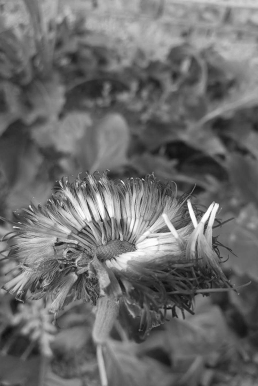 In-vitro hybridization method for gerbera jamesonii